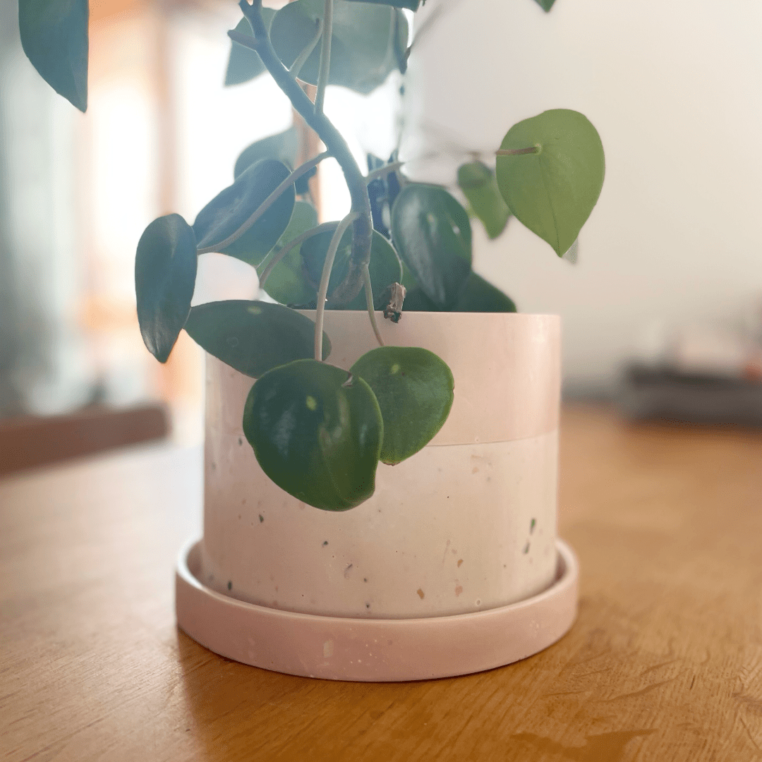Kookie.it Rosa Vaso terrazzo con piattino